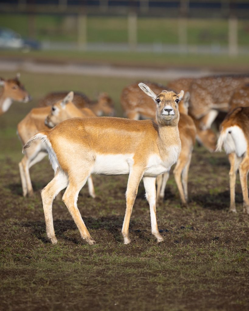 Deer looking directly at camera among a herd grazing in an open field