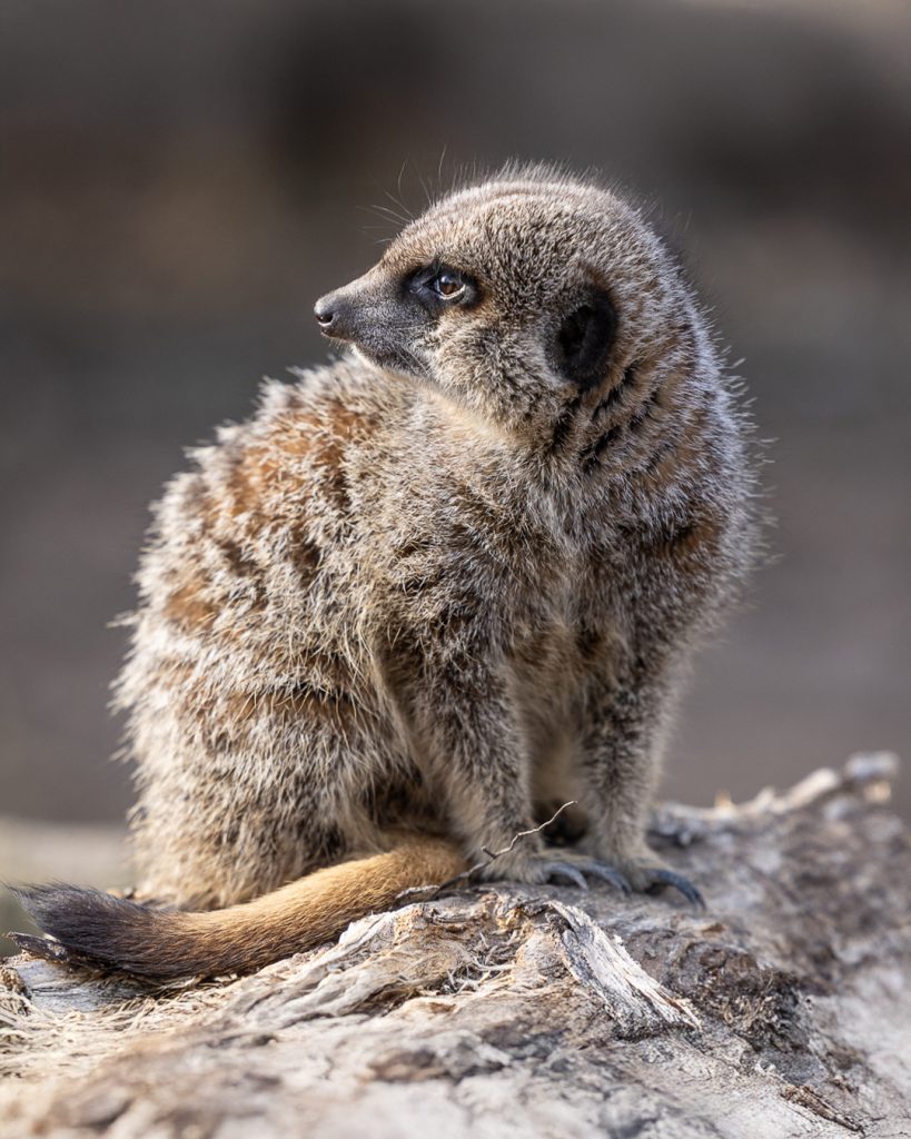 Meerkat perched on a log looking alert, close-up wildlife portrait