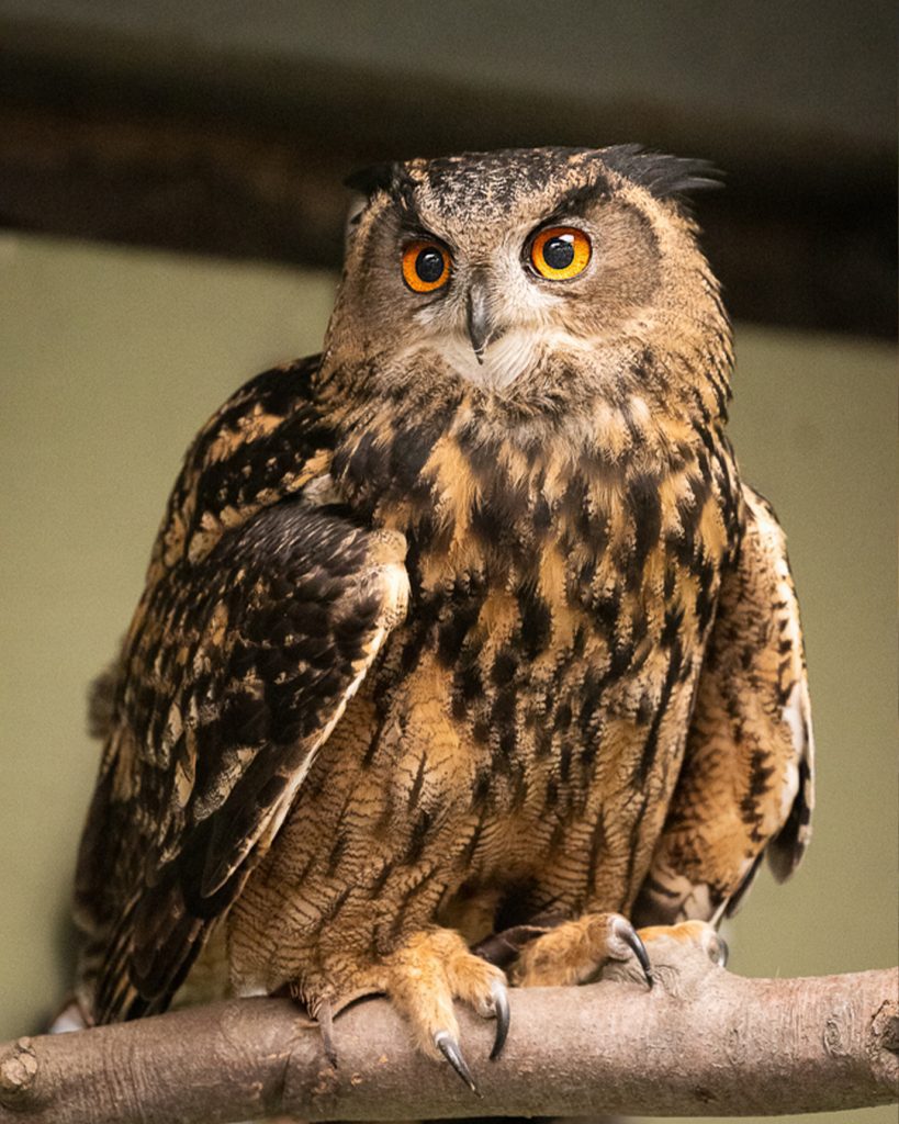 Eagle owl perched on a branch, close-up portrait with bright orange eyes