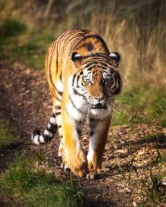 Tiger walking directly toward camera along a dirt path at Knowsley Safari Park