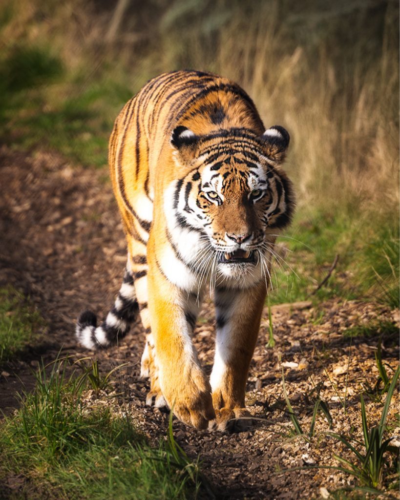 Tiger walking directly toward camera along a dirt path at Knowsley Safari Park